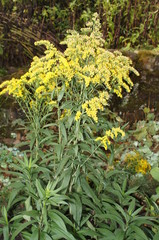 Herb,herb, natur, gelb, pflanze, frühling, feld, green, sommer, garden, flora, wiese, aufblühen, blühen, gras, schönheit, floral, farbe, schön, blatt, auflösungszeichen, day, close up