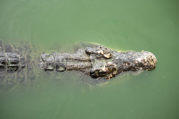 Crocodile in the water, In Pattaya Crocodile Farm and Zoo, Thailand