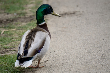Mallard Duck