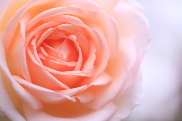 Fototapeta na wymiar 薔薇の深呼吸