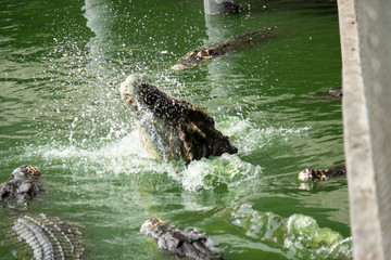 Crocodile in the water, In Pattaya Crocodile Farm and Zoo, Thailand