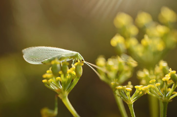 Gemeine Florfliege 