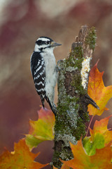 Downy Woodpecker female taken in southern MN