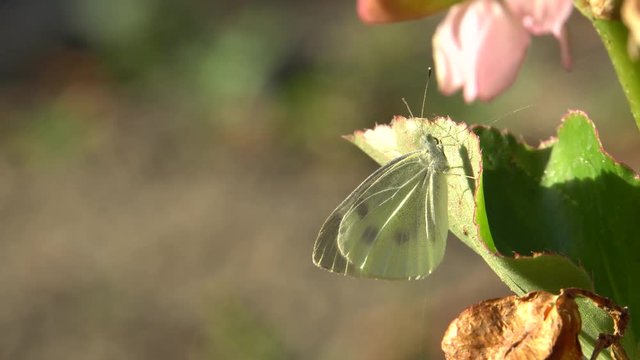 Close-up of a white butterfly Pieris napi (Artogeia napi) with wings and long antennae sitting on a green leaf of Begonia grandis with pink flowers in the foothills of the North Caucasus