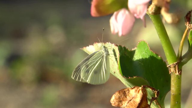 Close-up of a white autumn butterfly Artogeia napi (Pieris napi) with wings and long antennae sitting on a green leaf of Begonia grandis with pink flowers in the foothills of the North Caucasus