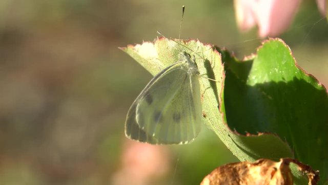 Macro of a white butterfly Pieris napi (Artogeia napi) with wings and long antennae sitting on a green leaf of Begonia grandis with pink flowers in the foothills of the North Caucasus