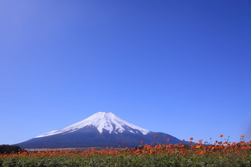 丘の上の花畑と富士山