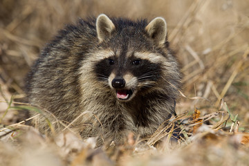 Raccoon in grass taken in southern MN in the wild