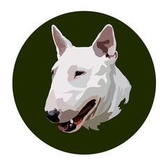 vector illustration Head of the Bull Terrier