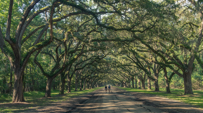 Wormsloe Oak Plantation, Savannah, Georgia, USA - July 10, 2018: Two people walking under ancient oaks covered in Spanish moss at the historic Wormsloe Plantation in Savannah