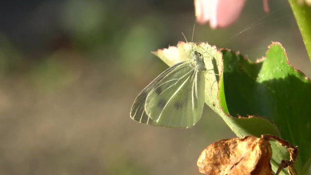Macro of an autumn white butterfly Artogeia napi (Pieris napi) sitting on a green leaf of Begonia grandis in the foothills of the North Caucasus