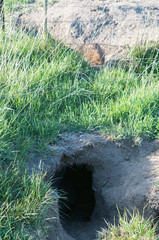 Wombat with bad mange entering its burrow