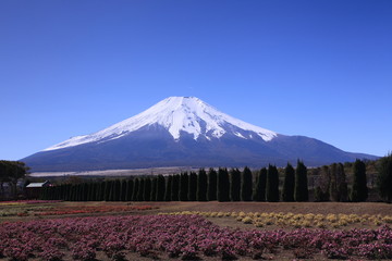サンパチェンスの花畑と富士山