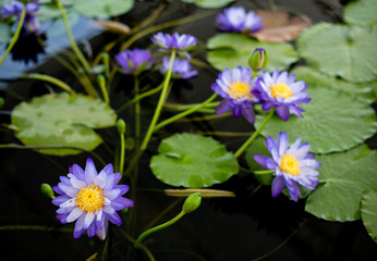 Nice lotus flower in pond