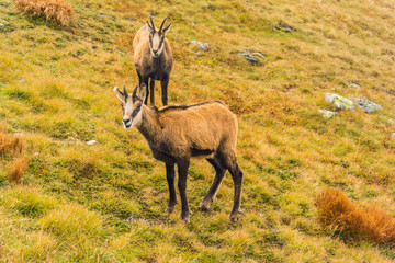 Two chamois on a grassy slope.