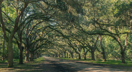Wormsloe Oak Plantation, Savannah, Georgia, USA - July 10, 2018: Long road lined with ancient live oak trees draped in spanish moss at historic Wormsloe Plantation