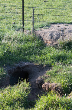 Wombat With Bad Mange Entering Its Burrow