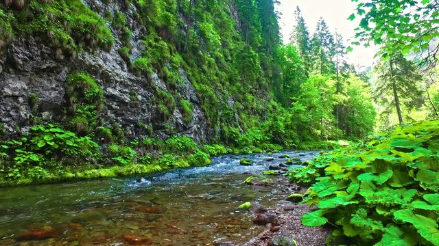 Small stream in Koscieliska valley in summer, Tatra mountains, Poland
