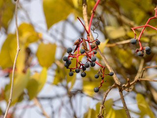 Vigne vierge à cinq folioles ou vigne vierge de Virginie au feuillage décoratif teinté de rouge en automne (Parthenocissus quinquefolia).
