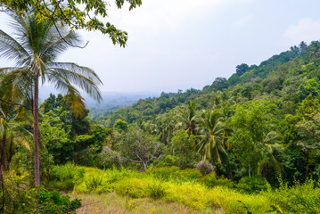 Fototapeta na wymiar Jungle scenery, Koh Pha Ngan, Thailand