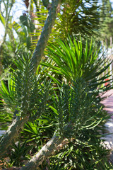 Obraz na płótnie Canvas Beautiful juicy green flowerbed with heat-loving plants. Aloe vera, cacti and Banana trees