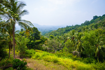 Fototapeta na wymiar Jungle scenery, Koh Pha Ngan, Thailand