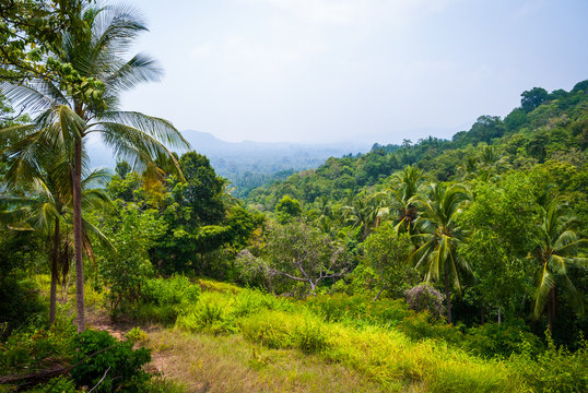 Jungle scenery, Koh Pha Ngan, Thailand