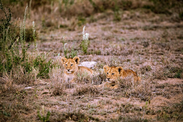 lion cubs