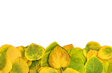 Border from autumn leaves on white background. Top view.