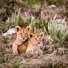 lion cubs