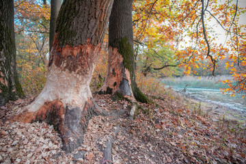 Biber hinterlässt Spuren