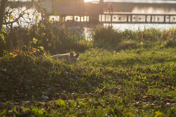 Puppy hiding in the grass covered with leaves near the lake