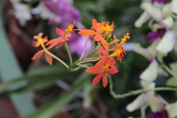 Orchids in the botanical gardens Sri Lanka