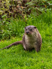 Otters