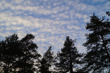 The pattern of clouds on a background of pine crowns