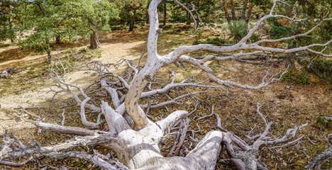 dead tree in the forest