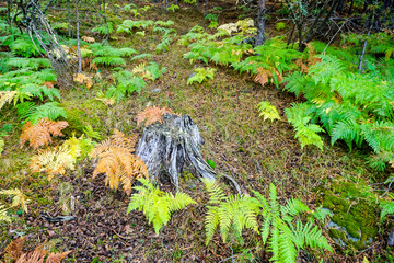 Fototapeta premium tree trunk surrounded by ferns