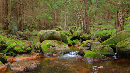 Romantic forest scenery in the Harz mountains, Germany. A tranquil stream and mossy stones in the lush green forest.