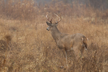 White-tailed Deer taken in central MN in the wild
