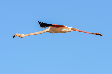 Flamingo Phoenicopteridae on a lake in camargue