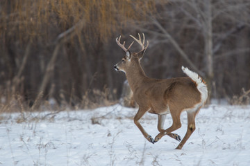 White-tailed Deer taken in central MN in the wild