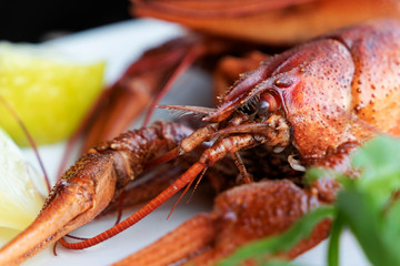 Cooked red crayfish close-up with lemon and fresh herbs