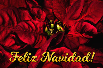 The Spanish text "Feliz Navidad" means "Merry Christmas", which is in front of a red poinsettia. The perfect holiday season greetings card.