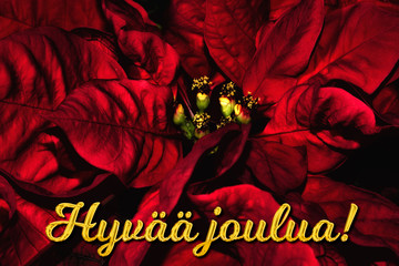 The Finnish text "Hyv&auml;&auml; joulua" means "Merry Christmas", which is in front of a red poinsettia. The perfect holiday season greetings card.