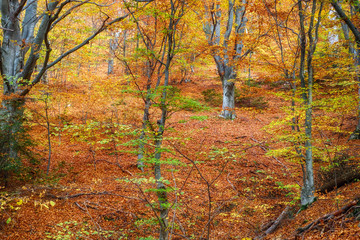 Autumn in the beech forest