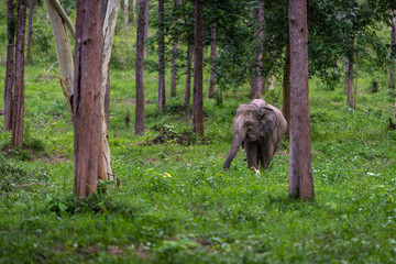 Asian wild elephant Kuiburi National Park, Thailand