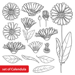 Vector set with outline Calendula officinalis or pot marigold, bud, leaves and flower in black isolated on white background. Contour medicinal plant Calendula for herbal design or coloring book. - obrazy, fototapety, plakaty