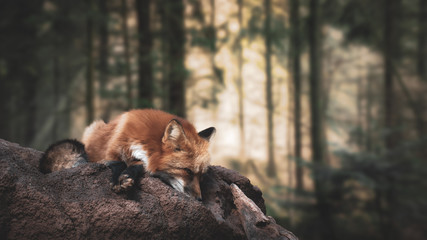Red fox in the forest