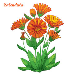 Vector bouquet with outline Calendula officinalis or pot marigold, bud, ornate green leaf and orange flower isolated on white background. Contour medicinal plant Calendula for summer herbal design.