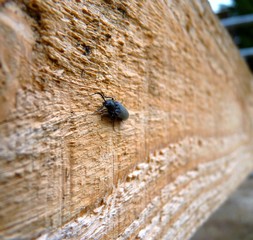 Schwarzer Schnellkäfer